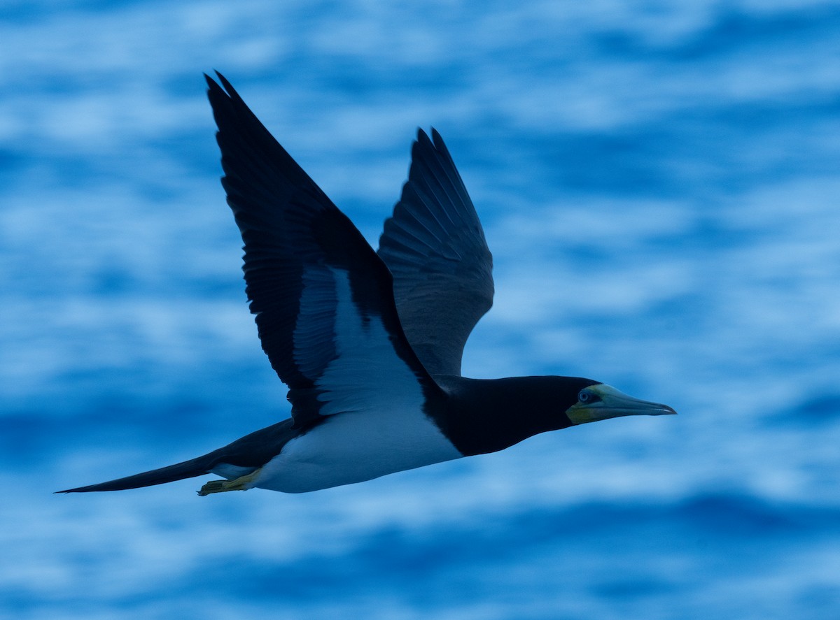 カツオドリ - ML645872150