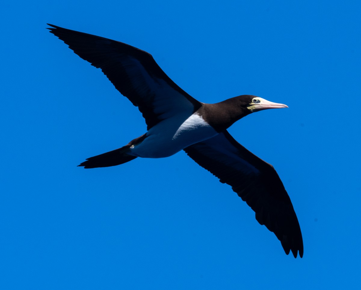 カツオドリ - ML645872151