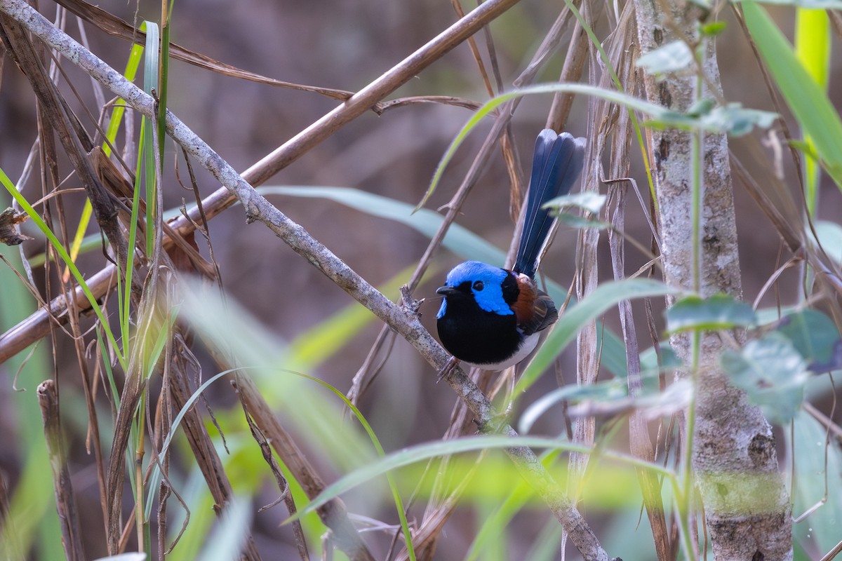 Lovely Fairywren - ML645872161