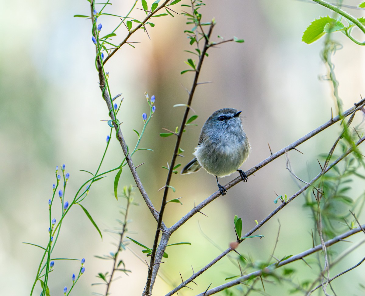 チャイロセンニョムシクイ - ML645872174