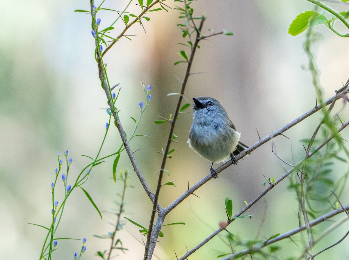 チャイロセンニョムシクイ - ML645872175