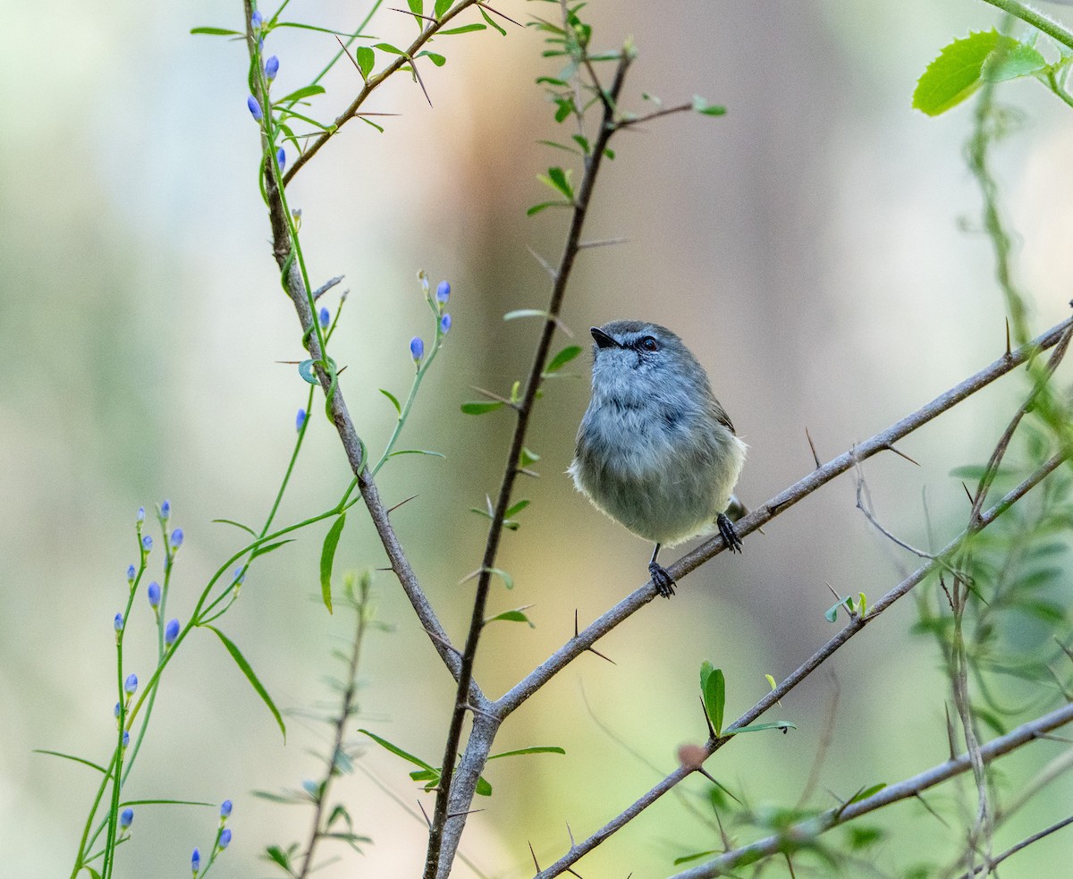 チャイロセンニョムシクイ - ML645872176