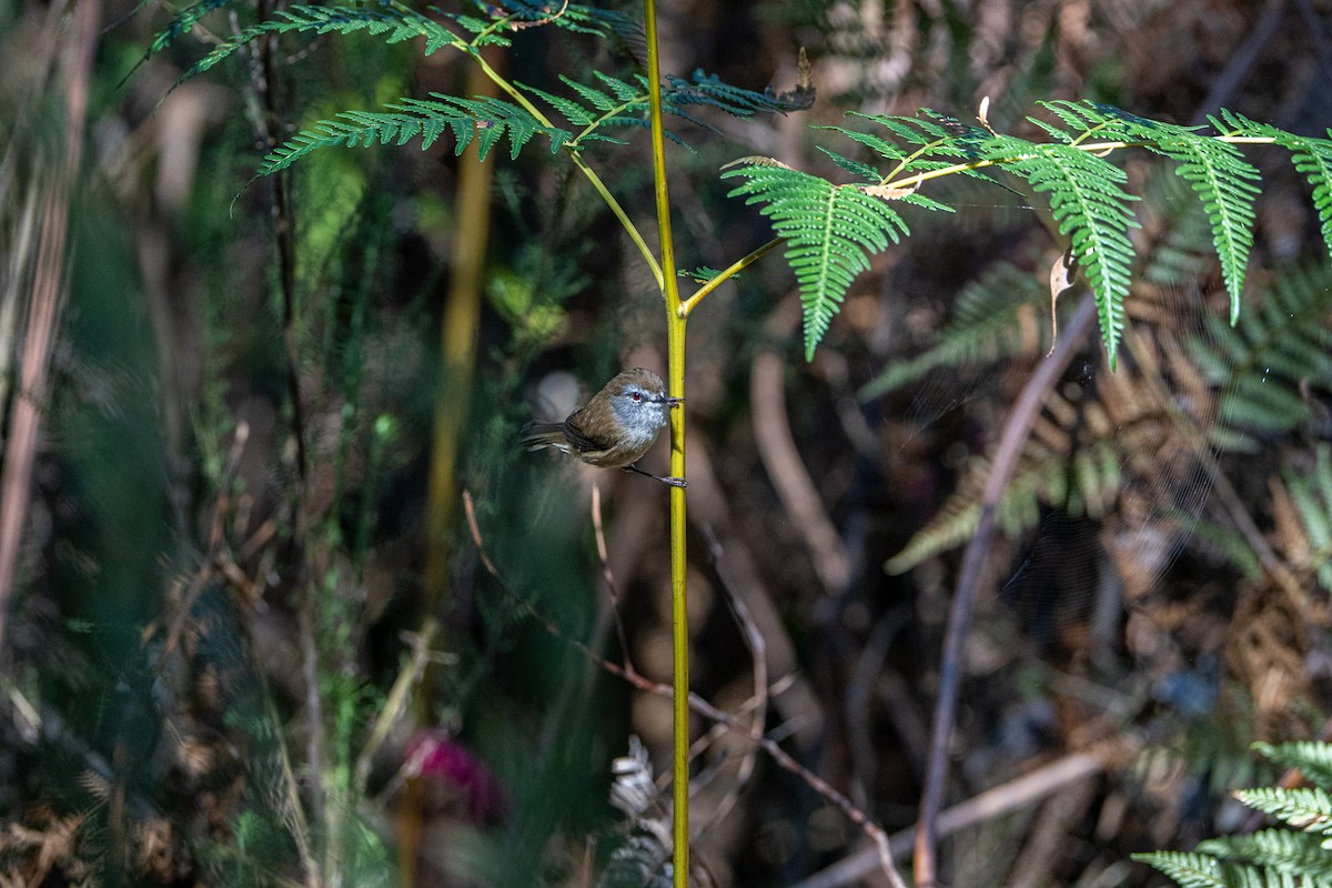 チャイロセンニョムシクイ - ML645872177