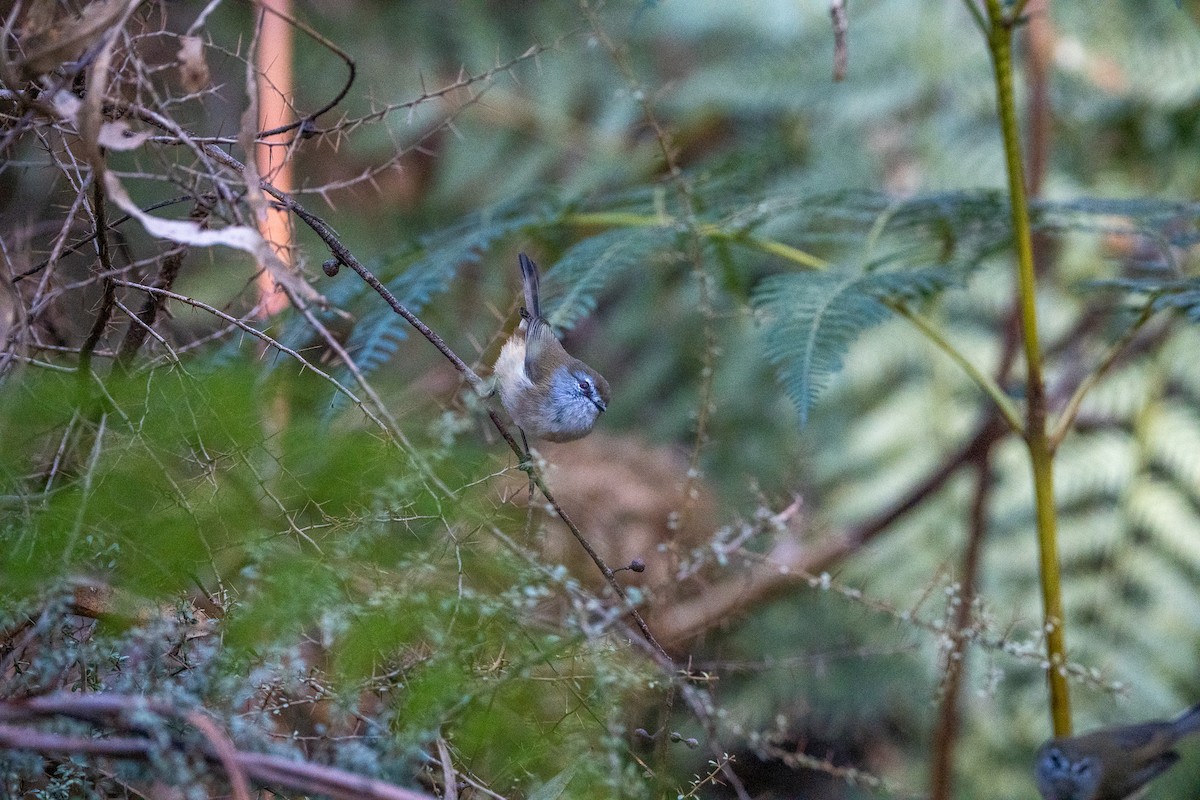 チャイロセンニョムシクイ - ML645872178