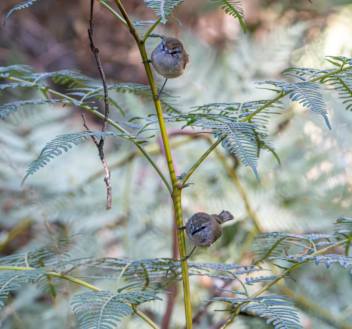 チャイロセンニョムシクイ - ML645872179