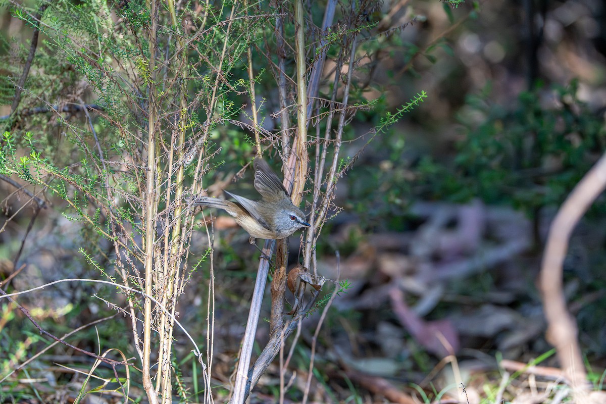 チャイロセンニョムシクイ - ML645872180