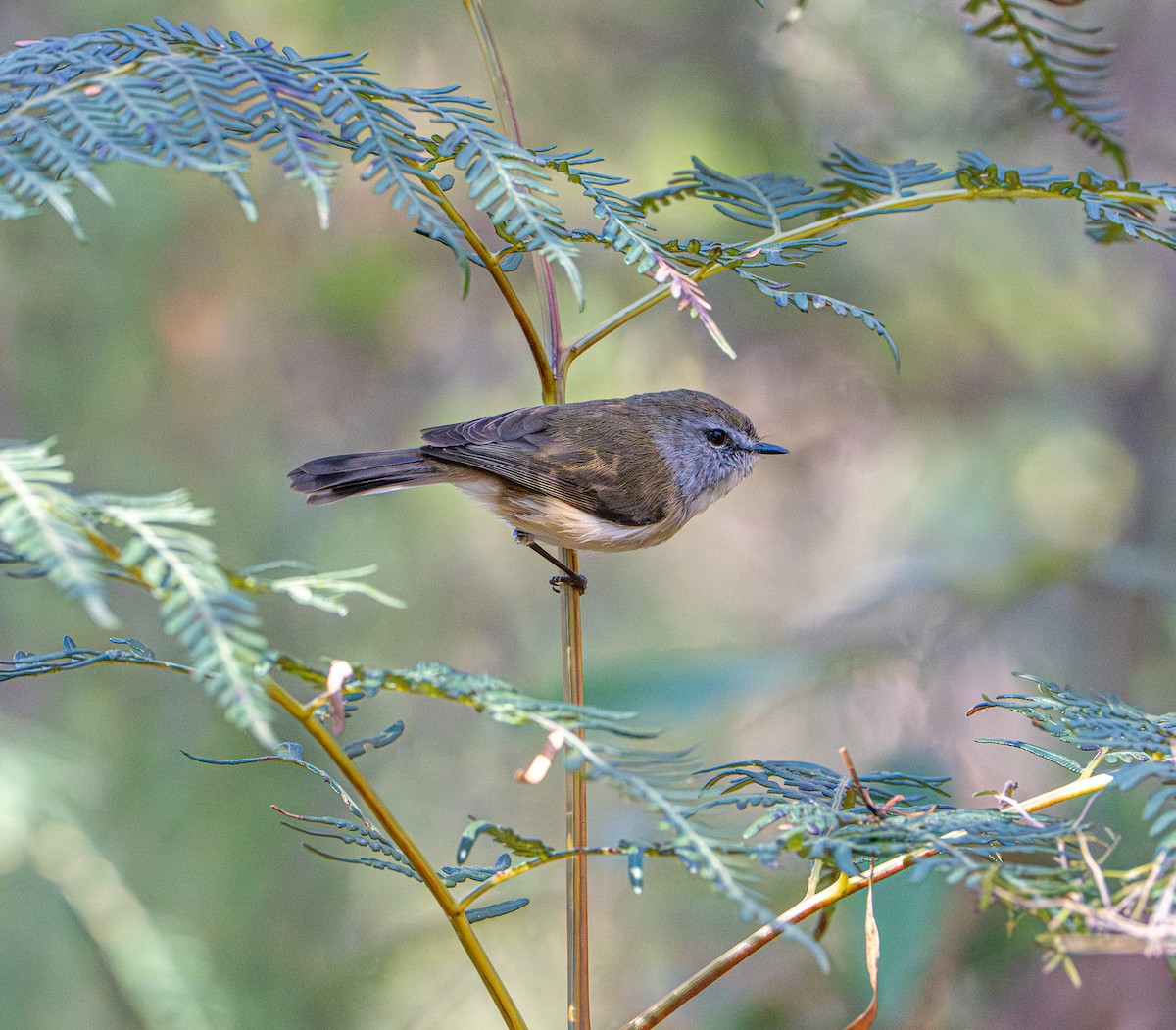 チャイロセンニョムシクイ - ML645872181