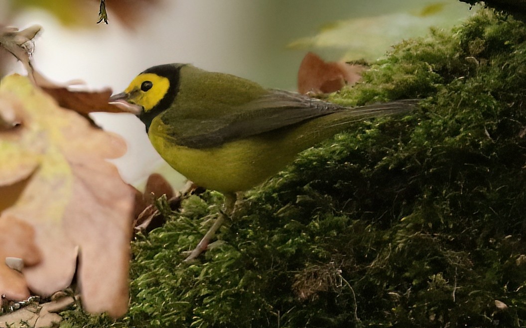 Болотянка чорногорла - ML645872183