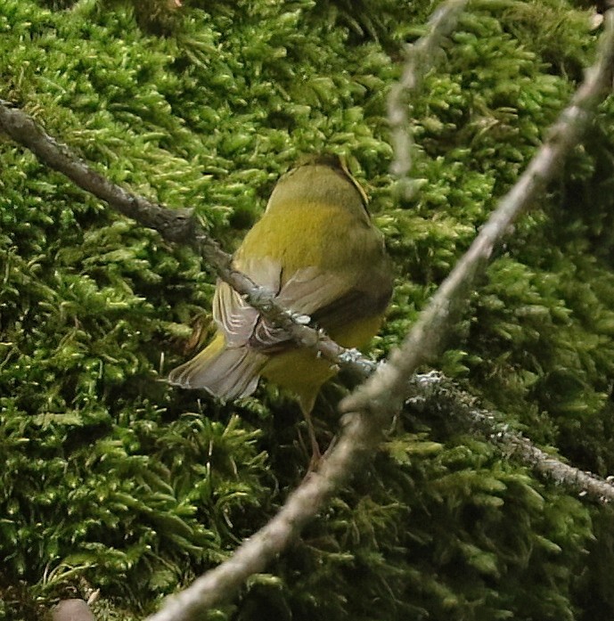 Болотянка чорногорла - ML645872184