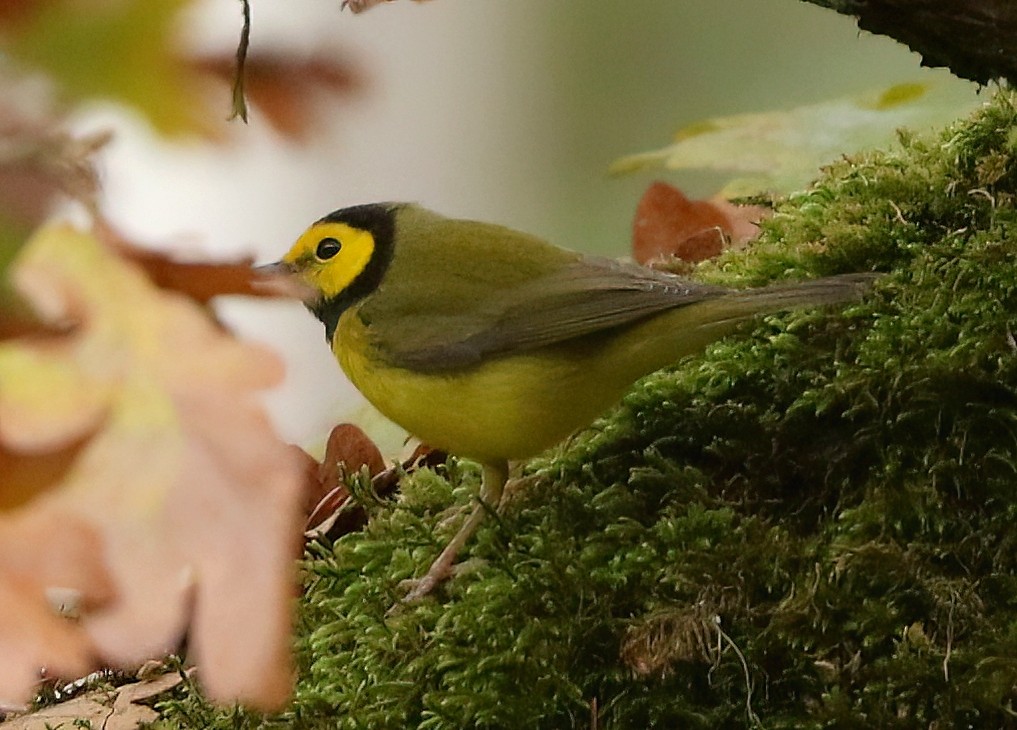 Болотянка чорногорла - ML645872185