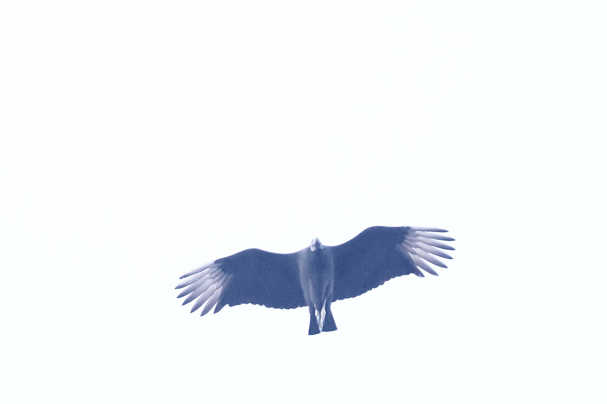 Black Vulture - ML645872188
