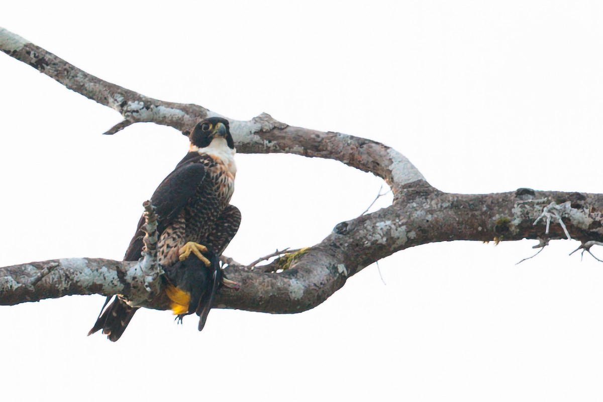 Orange-breasted Falcon - ML645872189