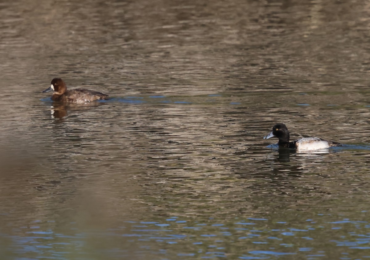 コスズガモ - ML645872193