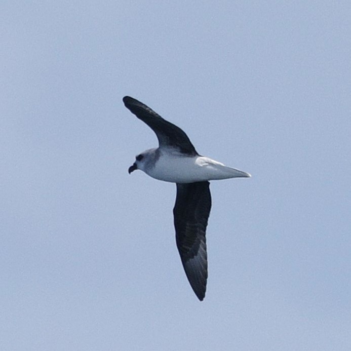 Soft-plumaged Petrel - ML645872194