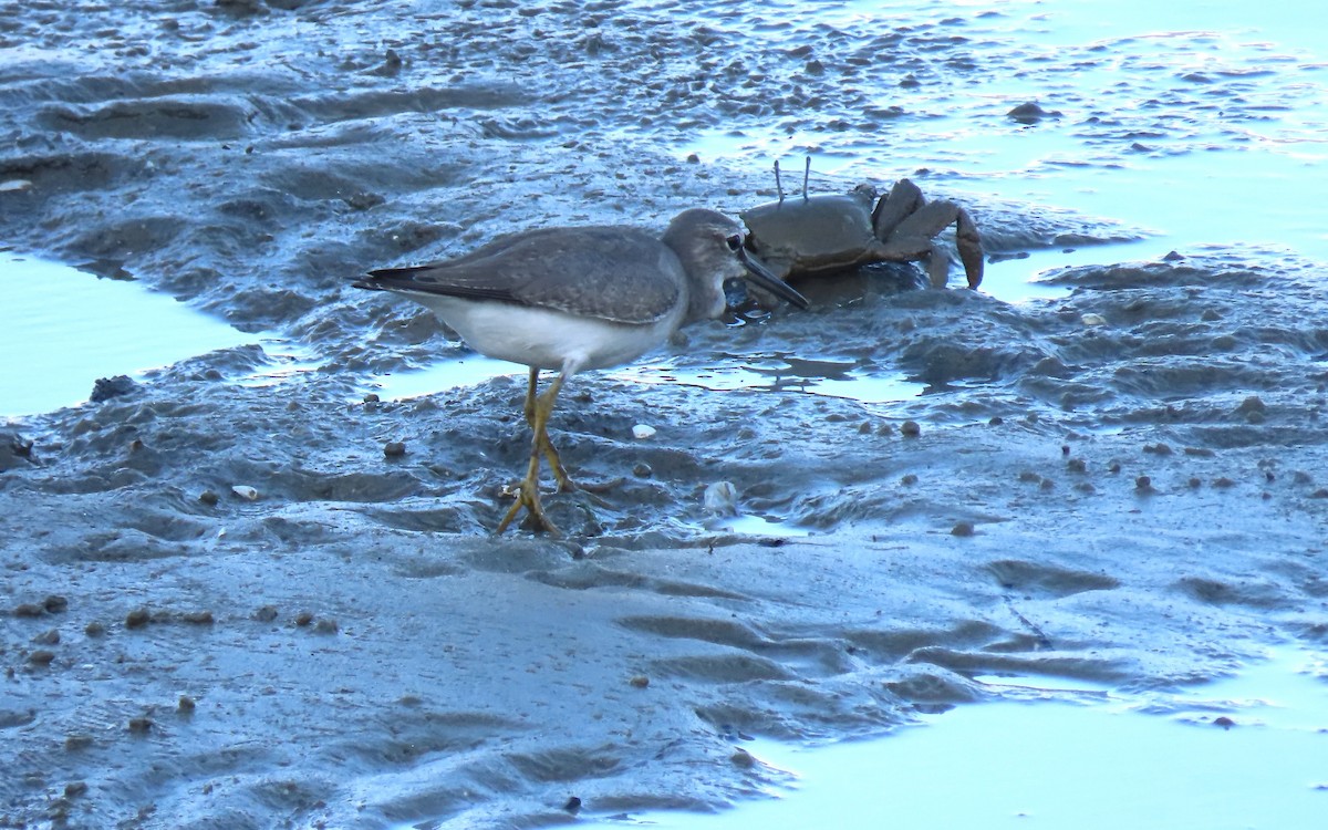 キアシシギ - ML645872195