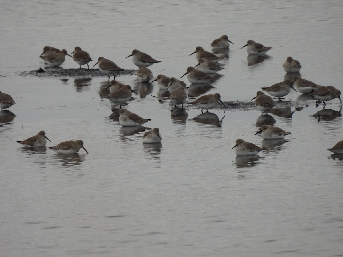 Dunlin - ML645872196