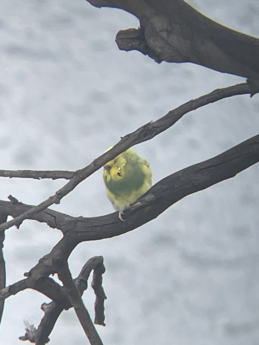 Budgerigar (Domestic type) - ML645872204