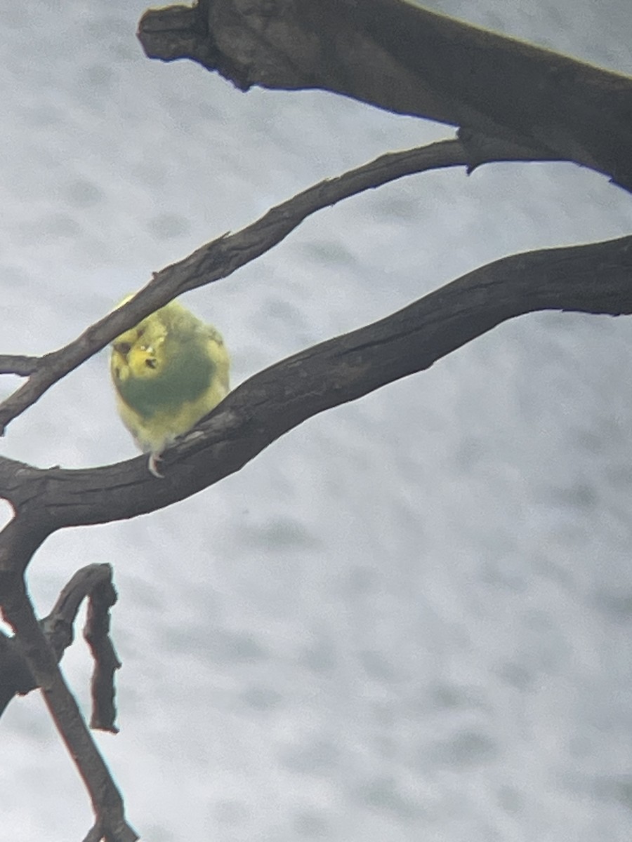 Budgerigar (Domestic type) - ML645872205