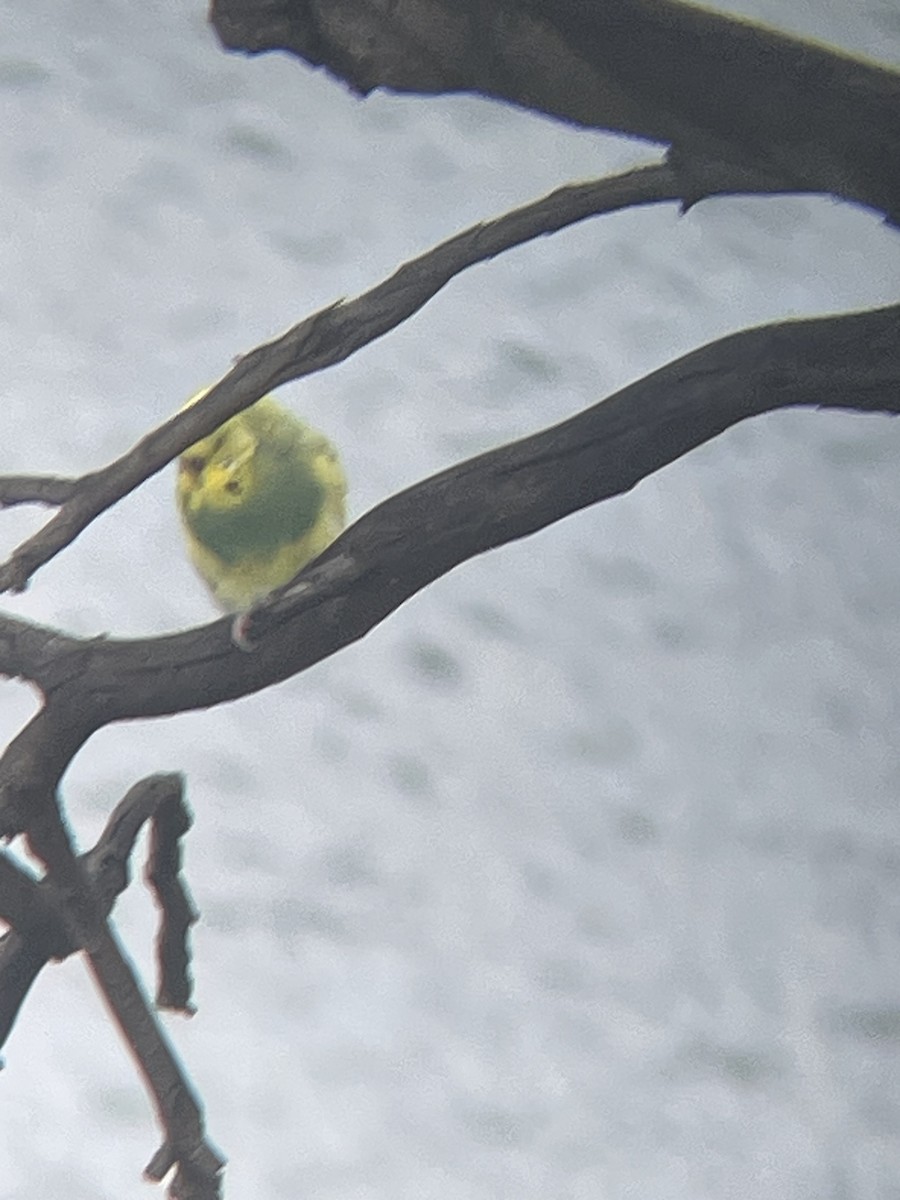 Budgerigar (Domestic type) - ML645872206