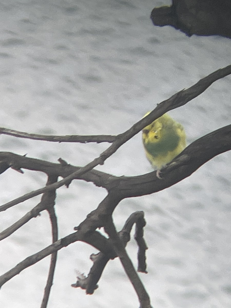 Budgerigar (Domestic type) - ML645872207