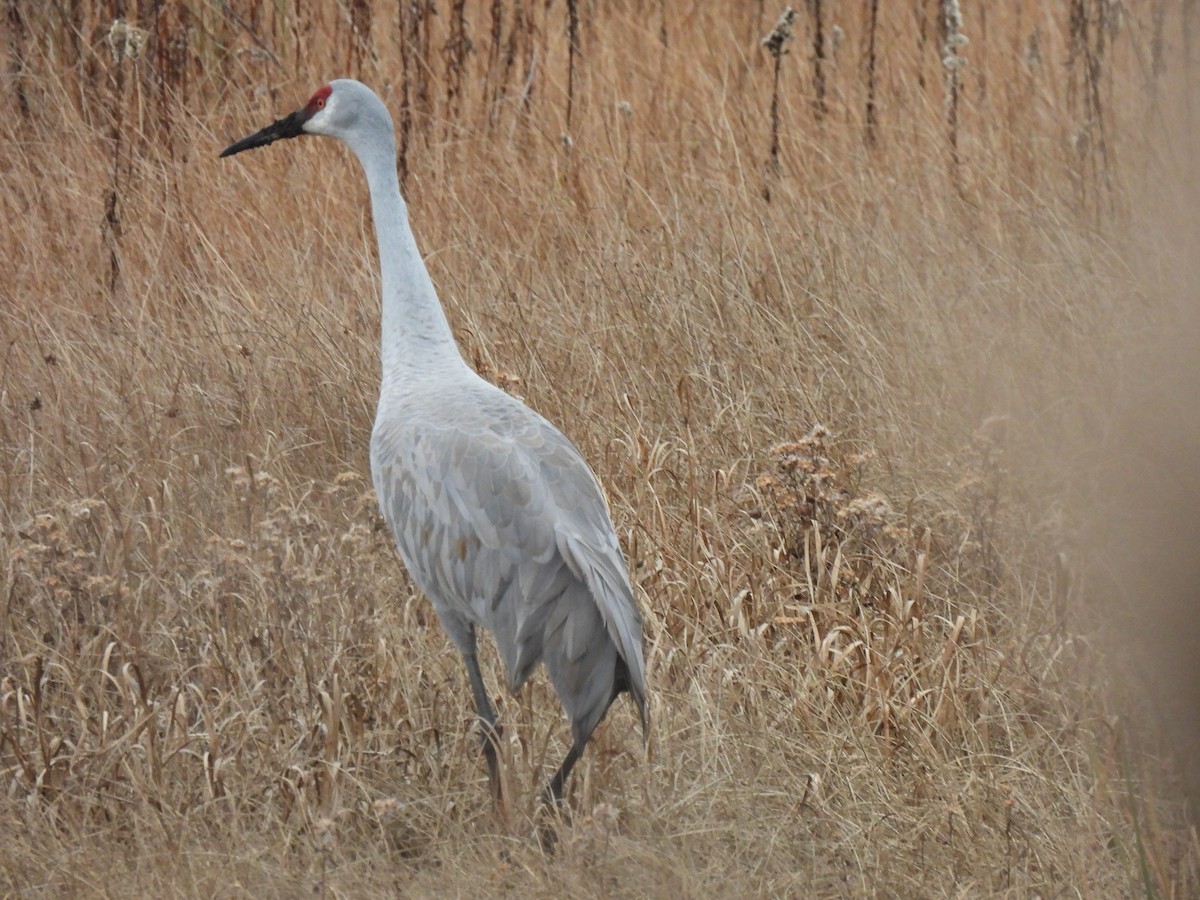 Sandhill Crane - ML645872219