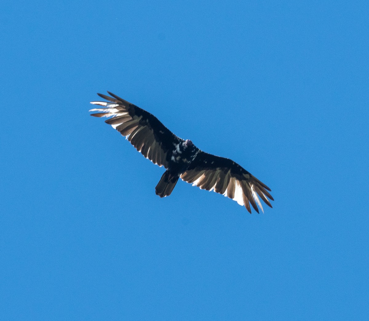 Turkey Vulture - ML645872221