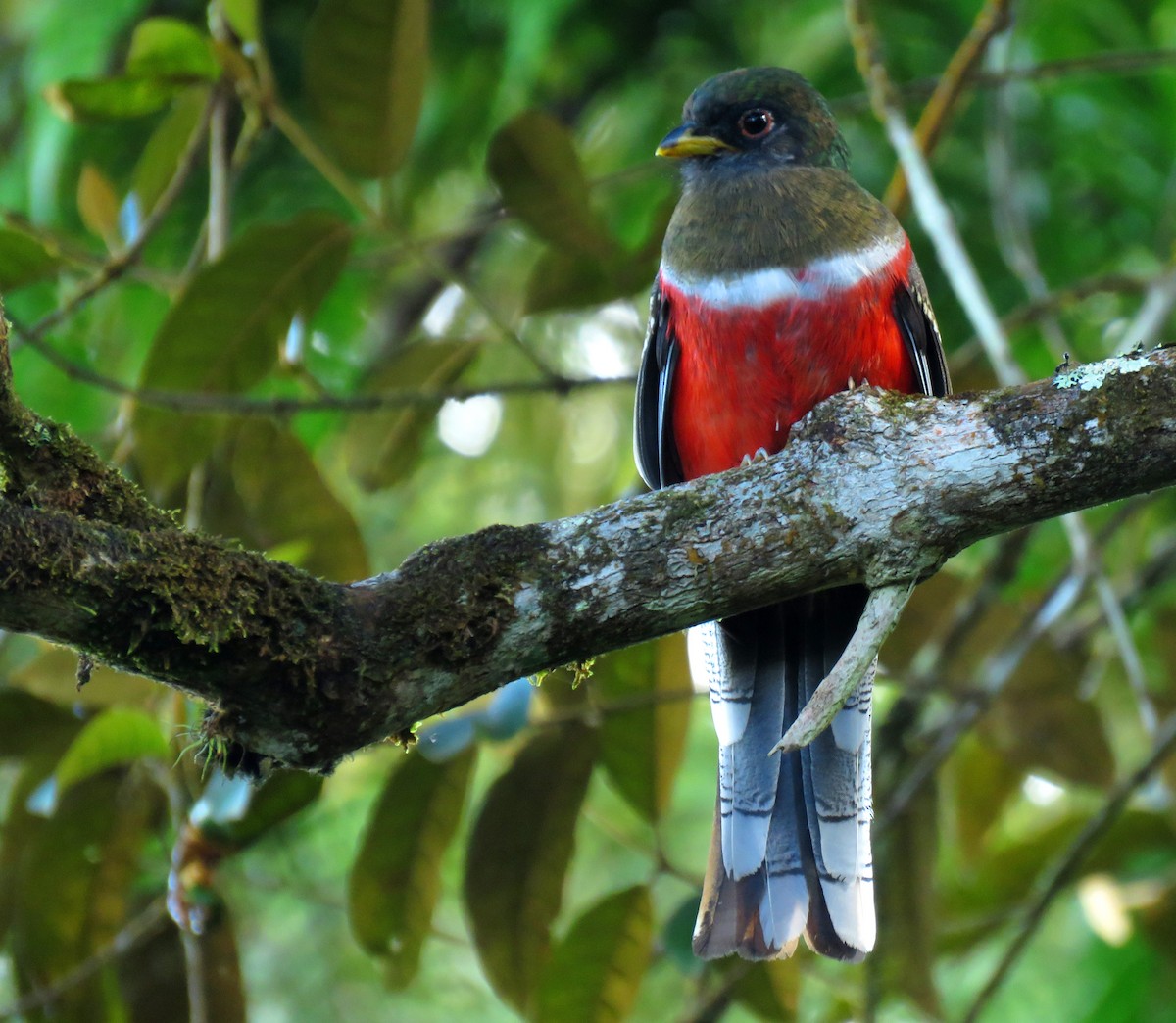 trogon límcový - ML645872230