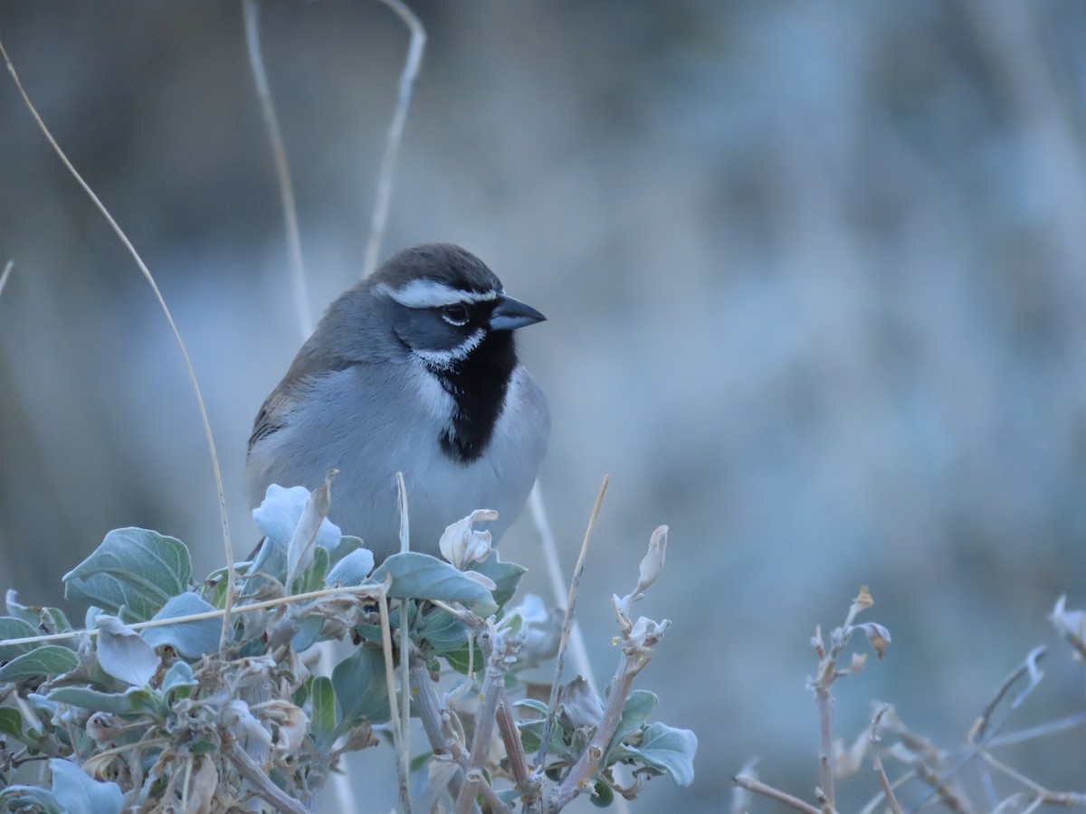 Black-throated Sparrow - ML645872242