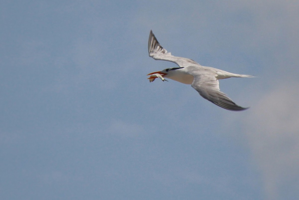 Txenada handi amerikarra - ML645872243