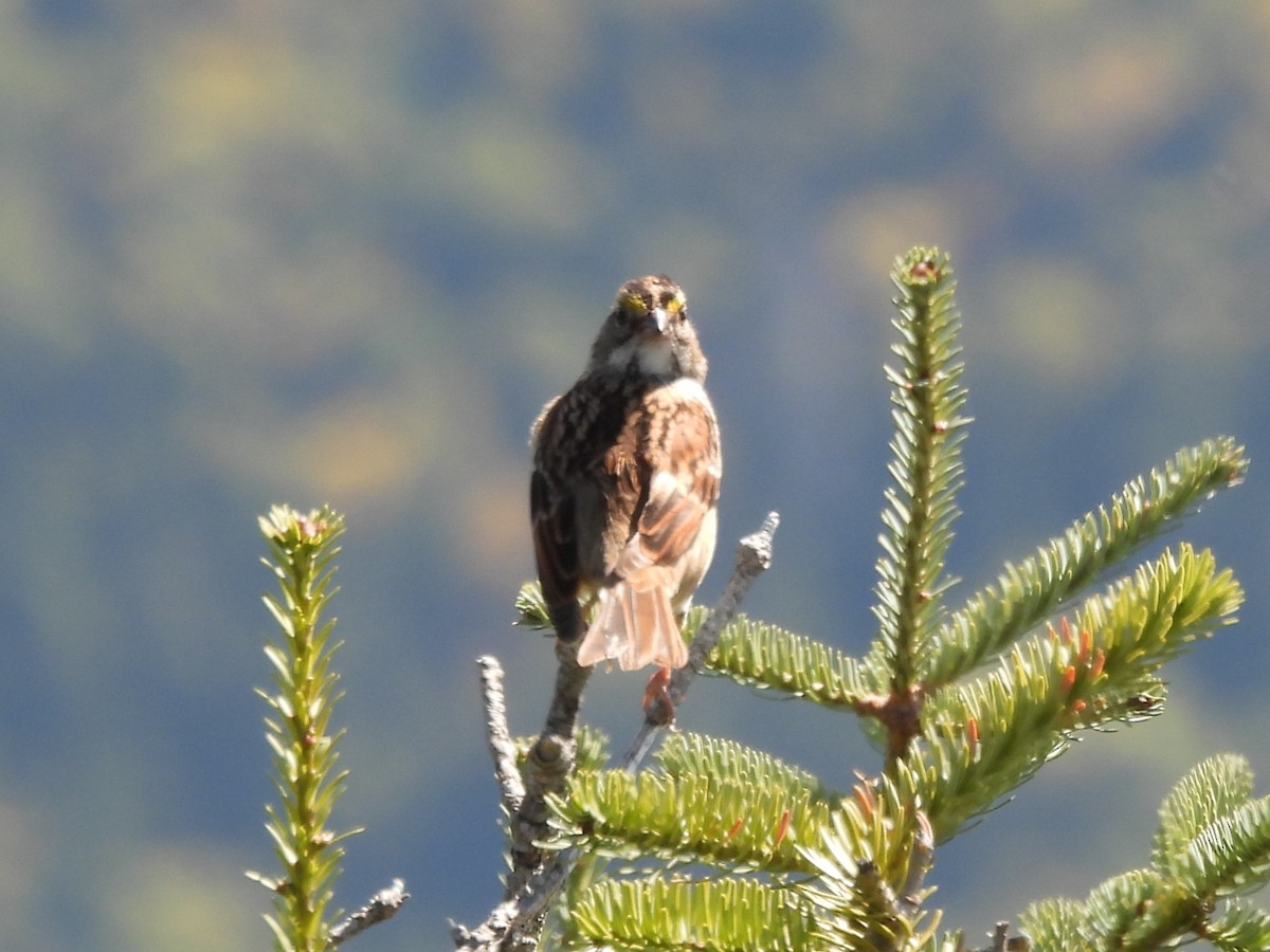 White-throated Sparrow - ML645872245