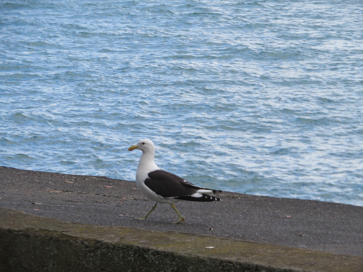 Kaio domingotarra - ML645872246