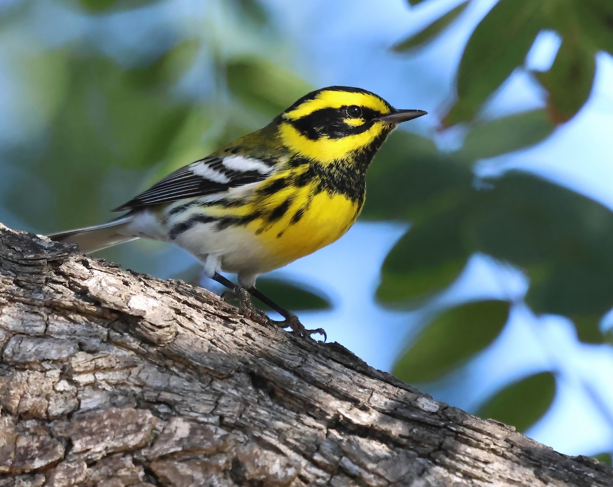 Townsend's Warbler - ML645872247