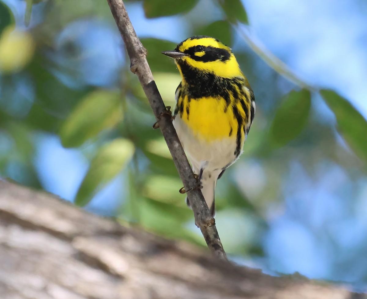 Townsend's Warbler - ML645872248