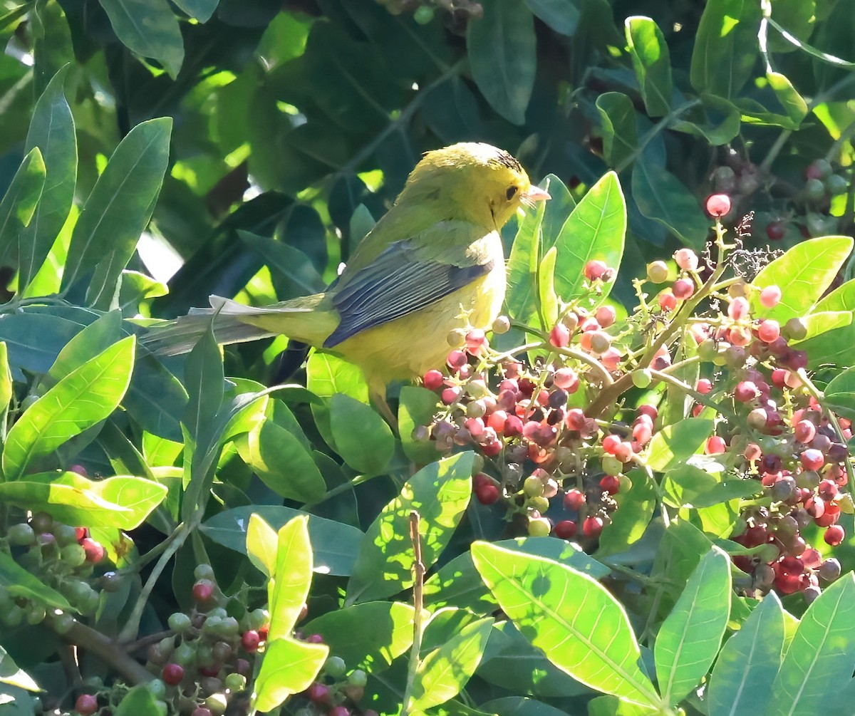 Wilson's Warbler - ML645872249