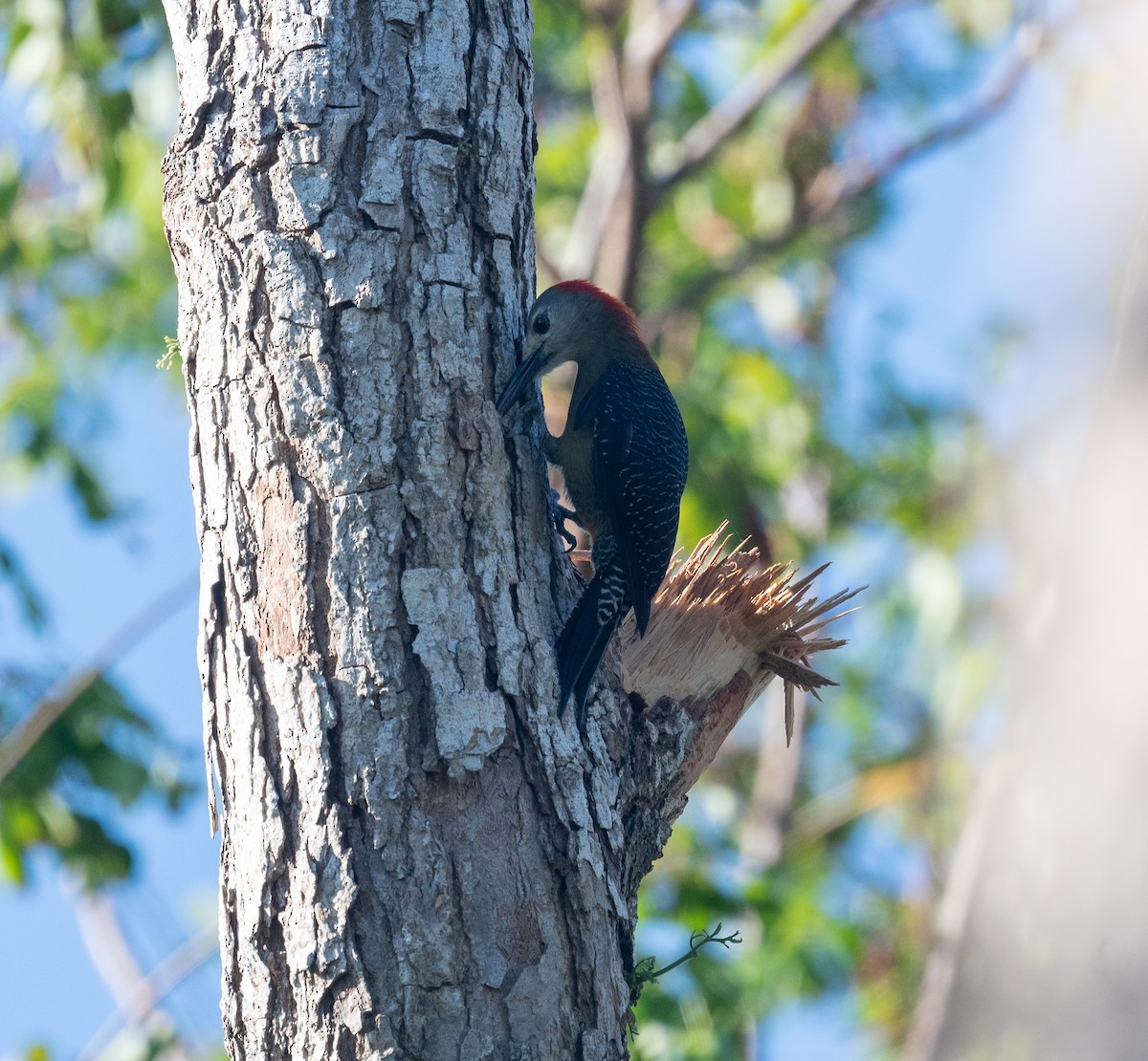 Jamaican Woodpecker - ML645872253