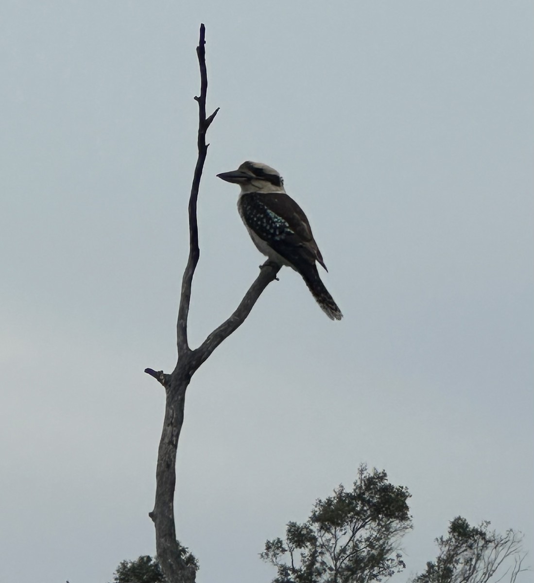 Laughing Kookaburra - ML645872254