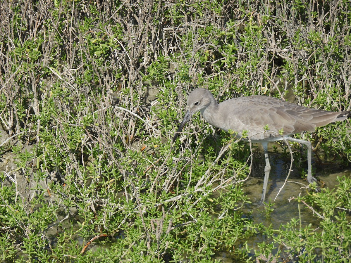 Kuliska erdipalmatua - ML645872255