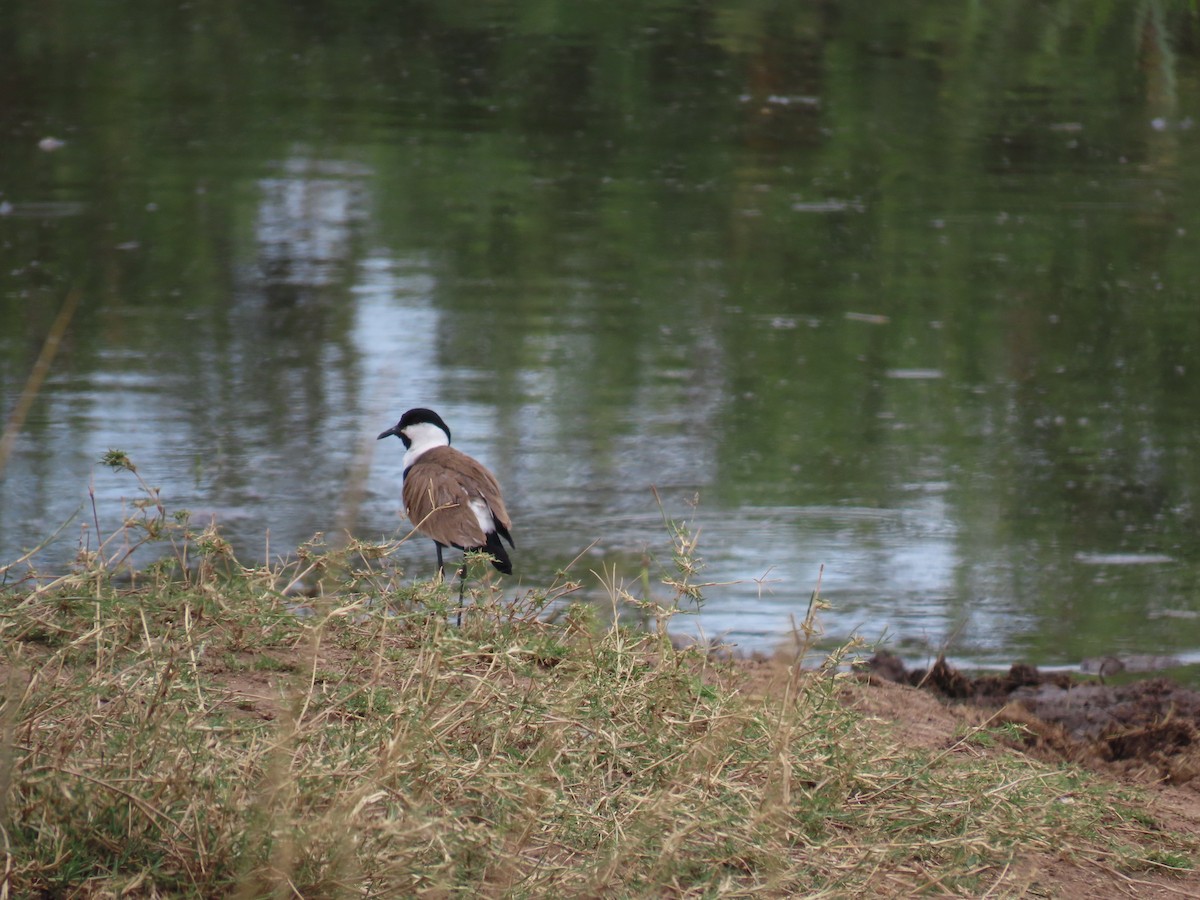 Hegabera ezproiduna - ML645872256