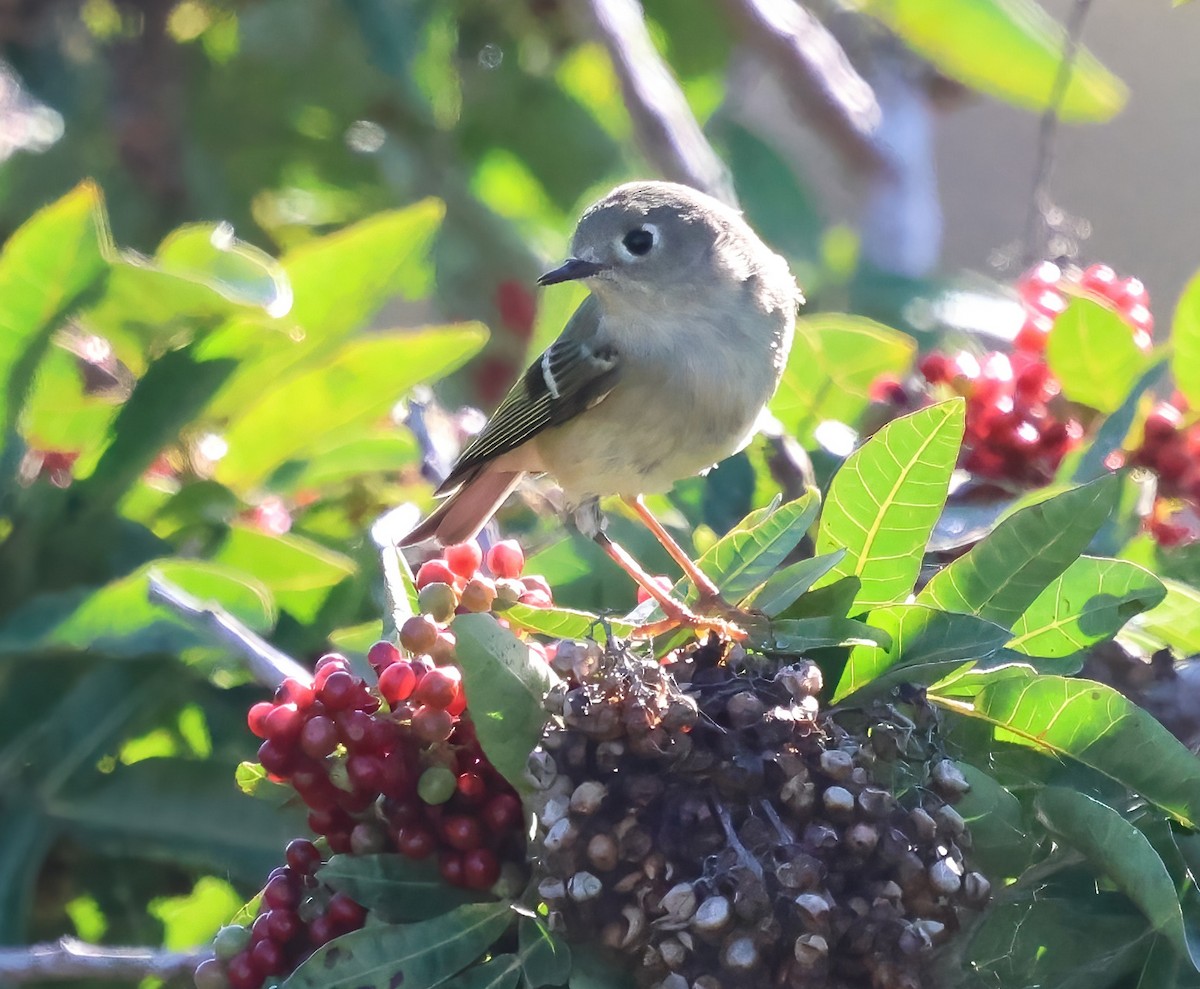 Erregetxo mottogorria - ML645872259