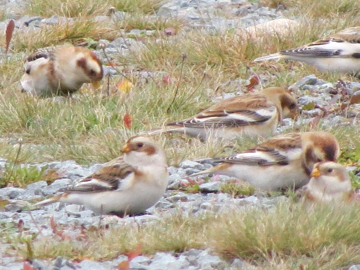 Elur-berdantza - ML645872260