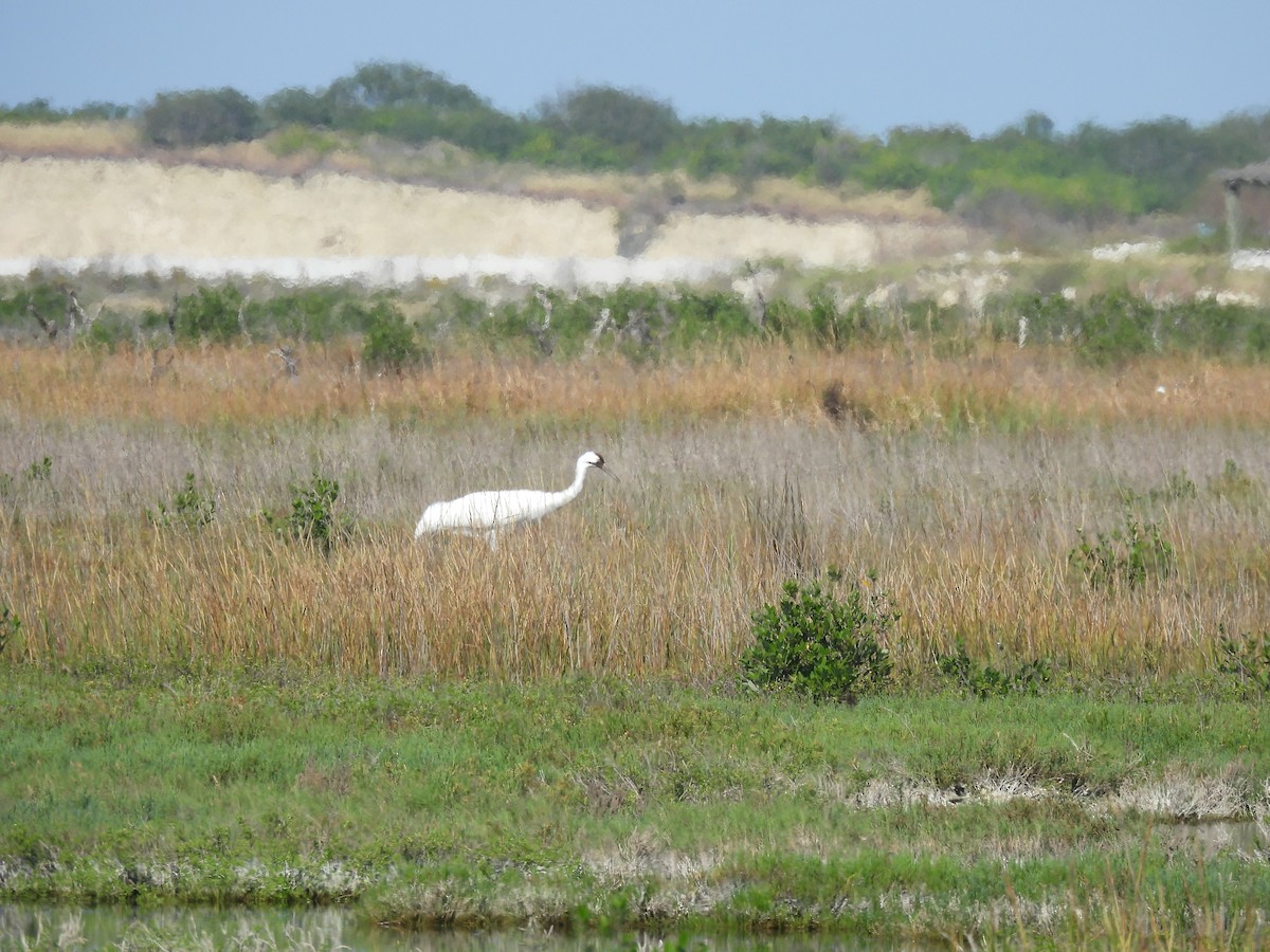 Kurrilo zuria - ML645872263