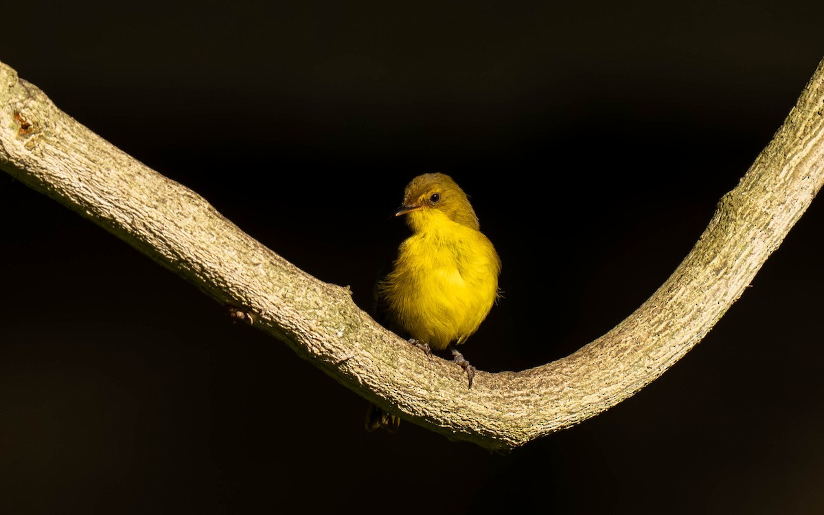 Sasi-txori menditarra - ML645872265