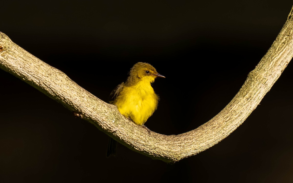 Sasi-txori menditarra - ML645872266