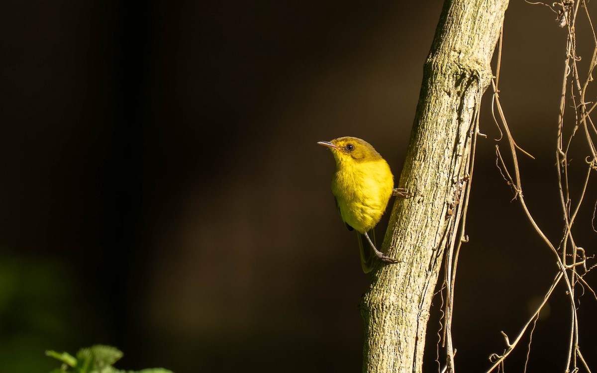 Sasi-txori menditarra - ML645872267