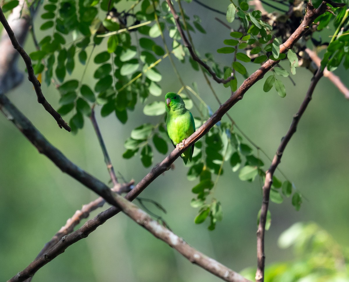 Green-rumped Parrotlet - ML645872269