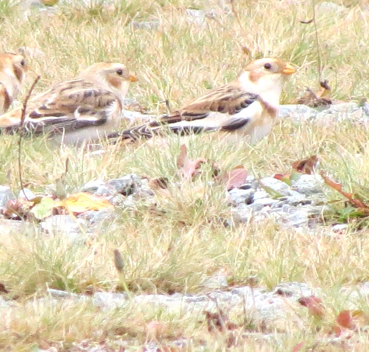 Elur-berdantza - ML645872271