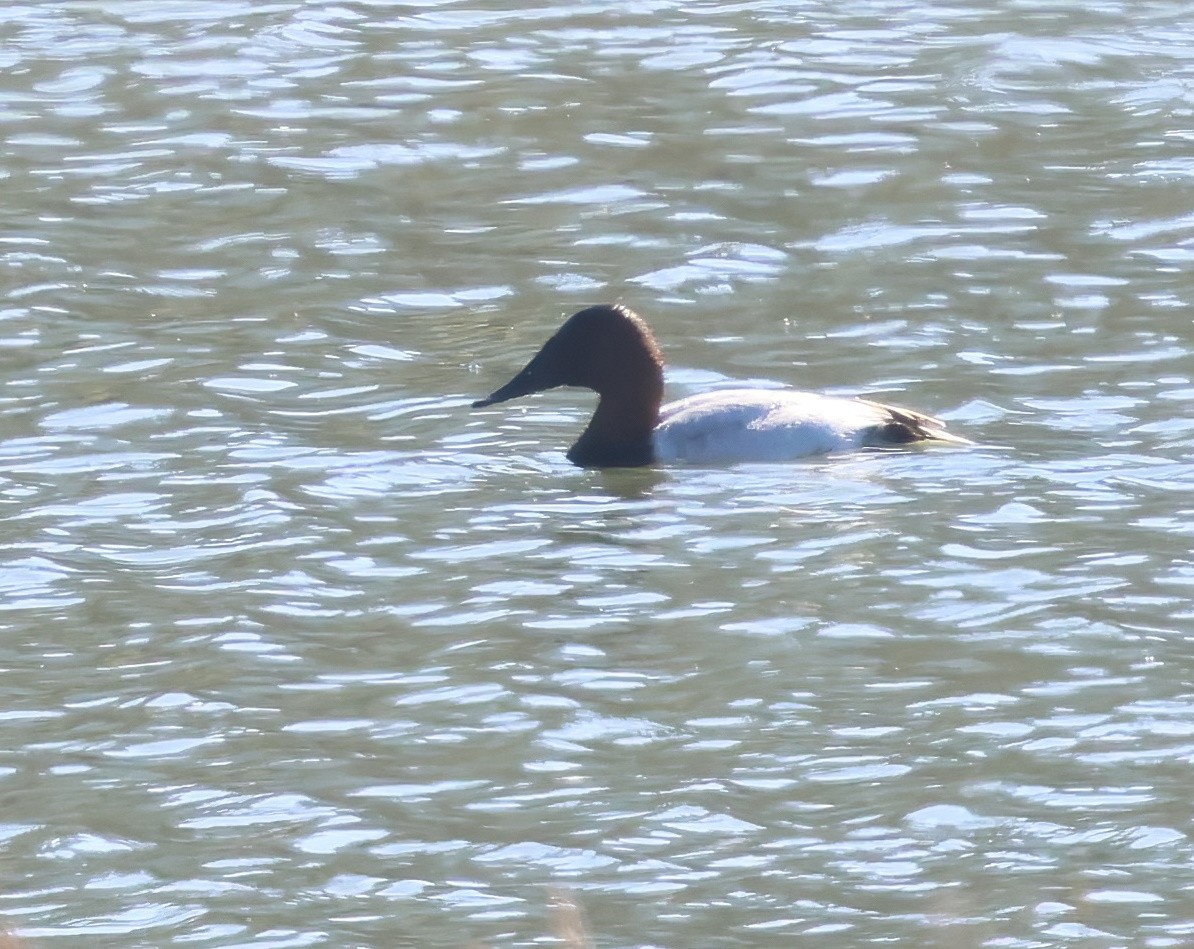 Murgilari bizkarzuria - ML645872272