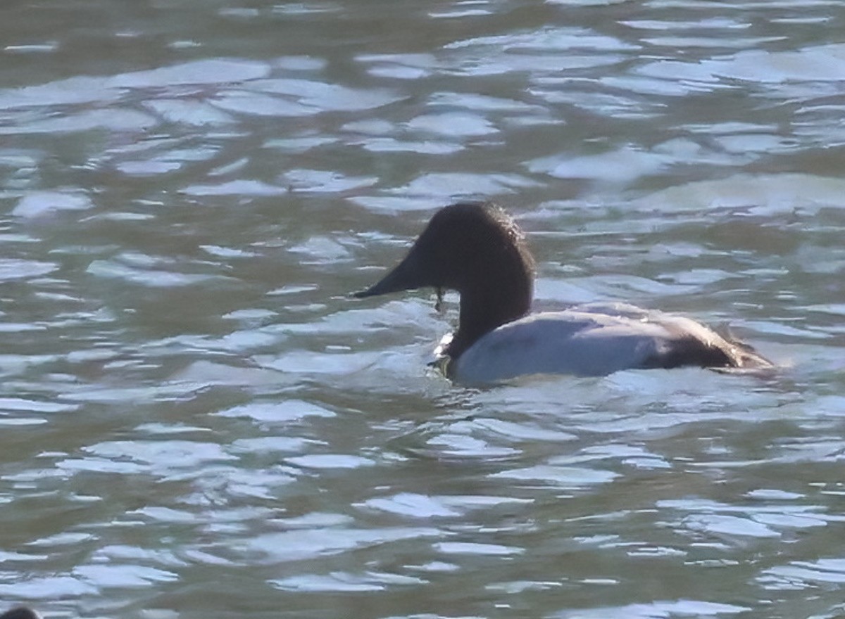 Murgilari bizkarzuria - ML645872273