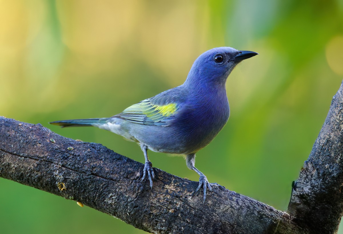 Golden-chevroned Tanager - ML645872274