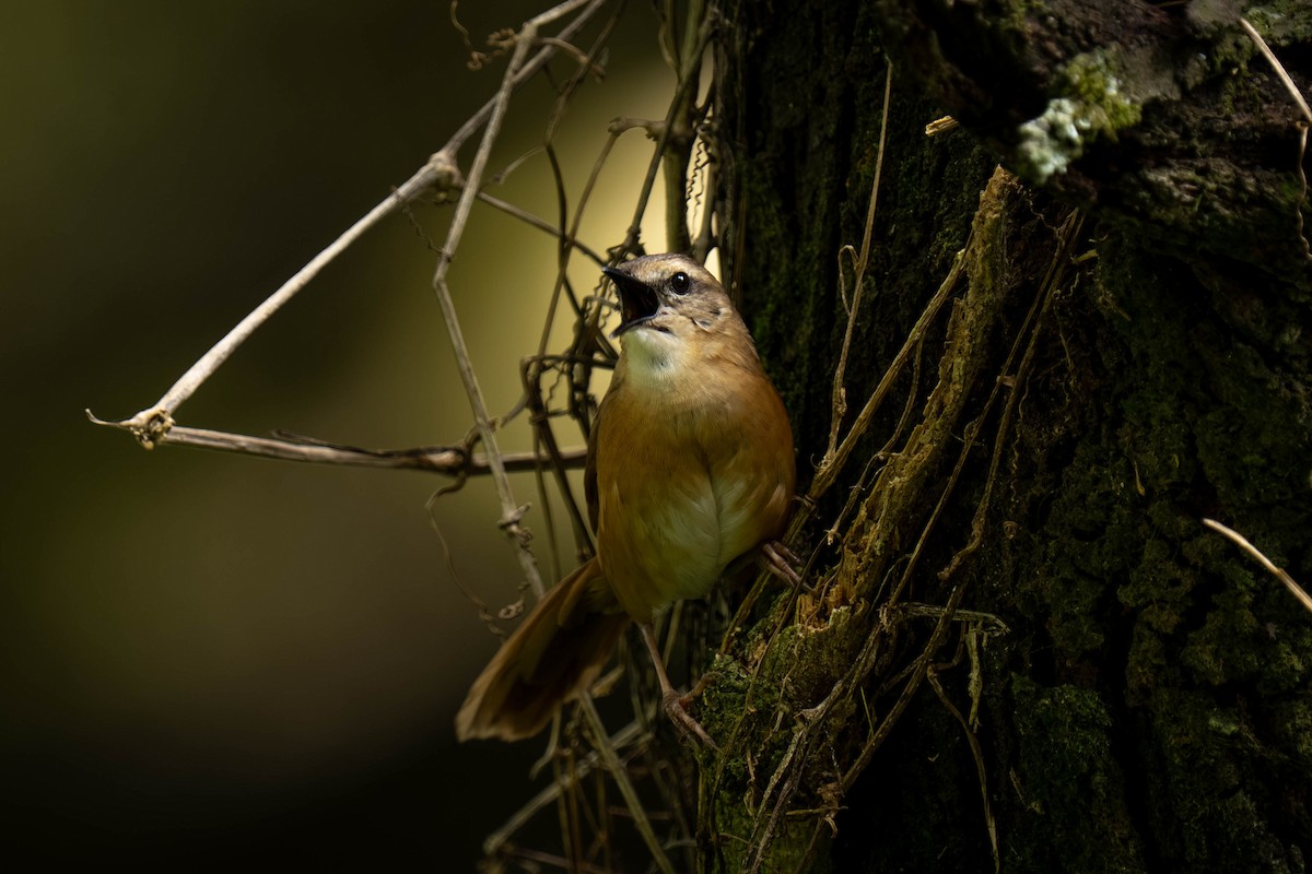Cinnamon Bracken-Warbler - ML645872276